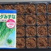 プラグトレイで水菜を水耕栽培しています。夏なので小株採りを目指します