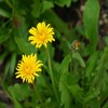 ミヤマと付く高山植物