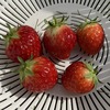 イチゴ（東京おひさまベリー＆蜜香）を露地栽培で収穫！