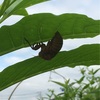 土砂降り