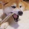 新しい鹿のツノ