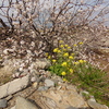 台風19号の濁流に流された桜「ソメイヨシノ」の命がつながっていた
