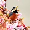 河津桜と可愛い♪ヤマガラ♪