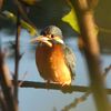 紅葉の下のカワセミ