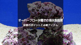 ライブロックの機能・選び方・キュアリングまで徹底解説