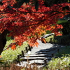 冬晴れの庭園⑥最終章『清澄庭園』東京都江東区清澄白河