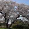 平城宮跡の桜