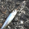 今日の結論としては、新しい針を購入して良かったという事です＾＾