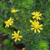 ユリオプス・ウィルギネウスの黄色い花