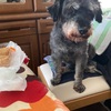 お盆休み特集　ふくすけ前面　おやつは　なんでしょう？No,3だよ