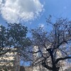 膨らみはじめた桜の蕾　都バスに揺られて街の中