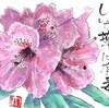 【西東京の植物絵手紙（35）…西東京市泉町でシャクナゲの花を見つけた！】