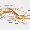 ばね指もトリガーポイントで解決します。