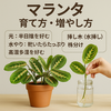 マランタ育て方・増やし方｜葉が動く神秘の観葉植物を楽しむために