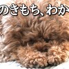 Rasuくんと久しぶりのお散歩♪