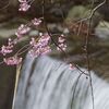 今年も身延の枝垂桜へ　～西谷を下る～