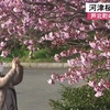 御立岬公園で河津桜が見ごろ【熊本】