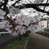 咲き始め(千種の桜並木)