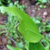 甘平（かんぺい）一年生苗の葉に虫