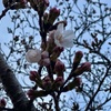 職場の桜が