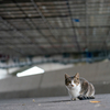 地元漁港のねこさん