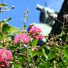 野庭の百日紅