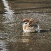 梅開花、鳥の水浴び、ガトーショコラ