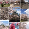 桜の大阪城公園