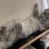 エリンを母屋に連れてきた結果
