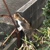 お休みだからTNR ♪