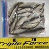 第2回あゆ放流実施