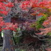  保科の清水寺と紅葉