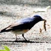 日本　毛虫を振り回すオオルリ