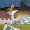こたつ犬