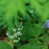 和宏花巡礼　カルストの花　後編