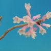 Dendrobium aphanochilum