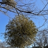 冬空のヤドリギ🌳