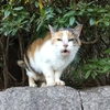 ◆山の猫達