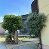 妹んちの植物たち（室外）