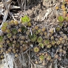 続・道端に生えていた多肉植物の正体は！？