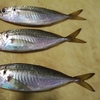 アジかご釣り