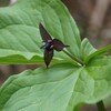 高山植物の咲く頃