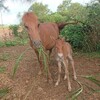 【宮古馬】子馬が生まれた！