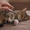 エレナ・ヴォロビョワ🐱愛の秘密の言語：ペットの感情の深さを明かすシンプルな仕草
