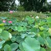 7月18日　水彩画の教室に行く