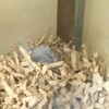 しろあん541日目