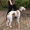 ジョイ爺 犬生最大のピンチなり