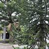 徳翁寺の珍しい木