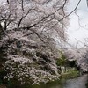 滋賀県）近江八幡「八幡堀」の桜