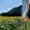 今年も岡山市北区牟佐のひまわり畑見に行きました♪